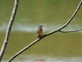 Eisvogel (5)